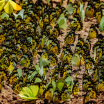 A puddling aggregation of African Caper White Butterflies in Uganda's Queen Elizabeth National Park. Caper Whites can undertake large-scale migrations, with impressive numbers on the wing at the same time (image by Virginia Wilde)
