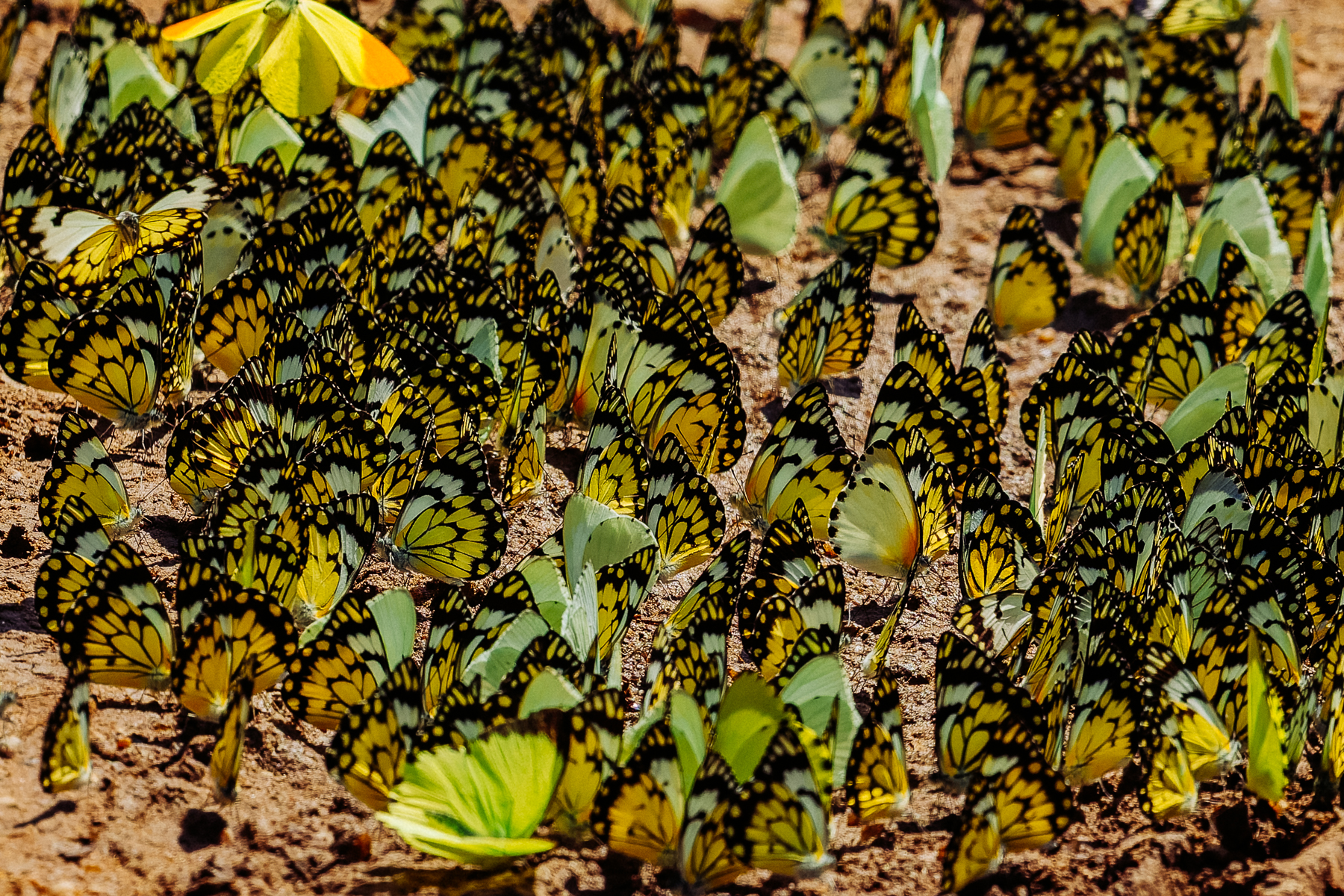 A puddling aggregation of African Caper White Butterflies in Uganda's Queen Elizabeth National Park. Caper Whites can undertake large-scale migrations, with impressive numbers on the wing at the same time (image by Virginia Wilde)