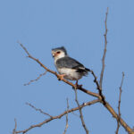 Gorgeous Pygmy Falcons really are the 