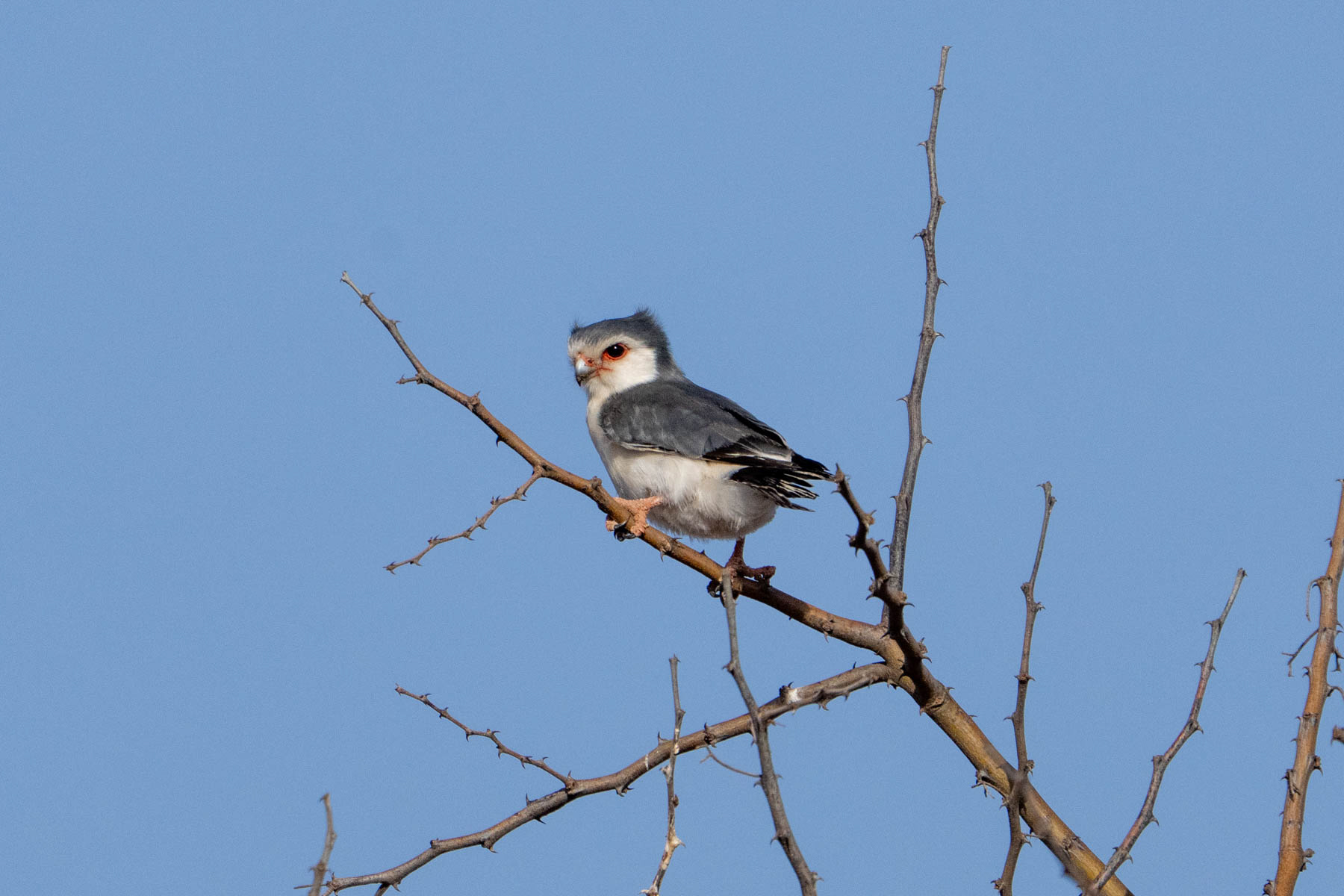 Gorgeous Pygmy Falcons really are the 