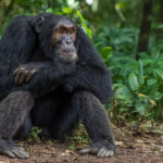 'I've been waiting here for a loooong time! Will she ever come back?' Chimpanzees are extraordinarily expressive, with their faces uncannily human-like (image by Virginia Wilde)