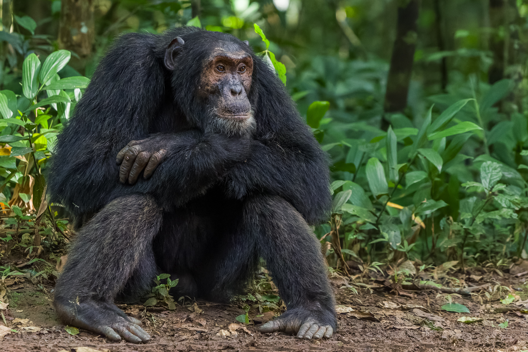 'I've been waiting here for a loooong time! Will she ever come back?' Chimpanzees are extraordinarily expressive, with their faces uncannily human-like (image by Virginia Wilde)