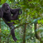 When you've been asked to look natural, but you're secretly posing for your Tinder profile. A male Eastern Chimpanzee displays his muscles in Uganda's Kibale Forest (image by Virginia Wilde)