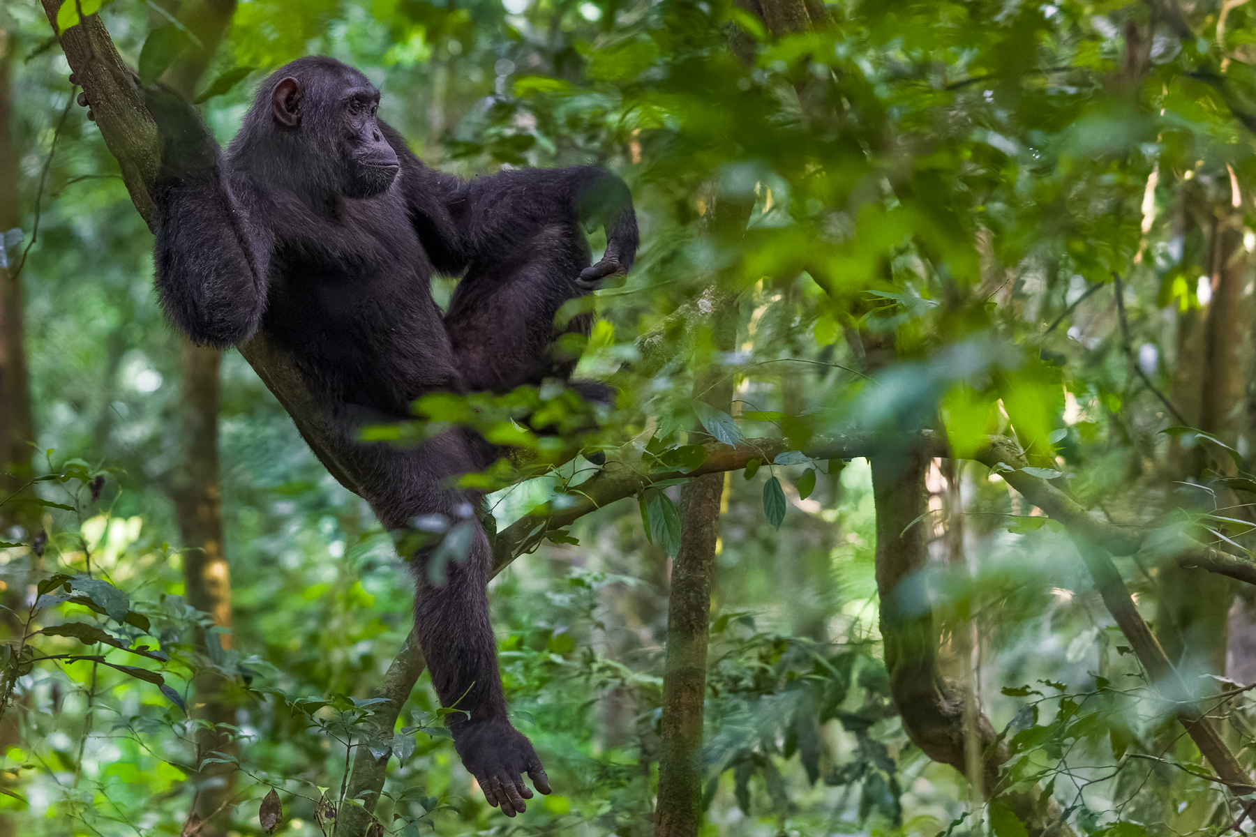 When you've been asked to look natural, but you're secretly posing for your Tinder profile. A male Eastern Chimpanzee displays his muscles in Uganda's Kibale Forest (image by Virginia Wilde)