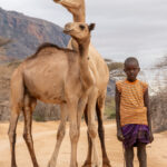 Young Rendille boy with his camels (image by Inger Vandyke)