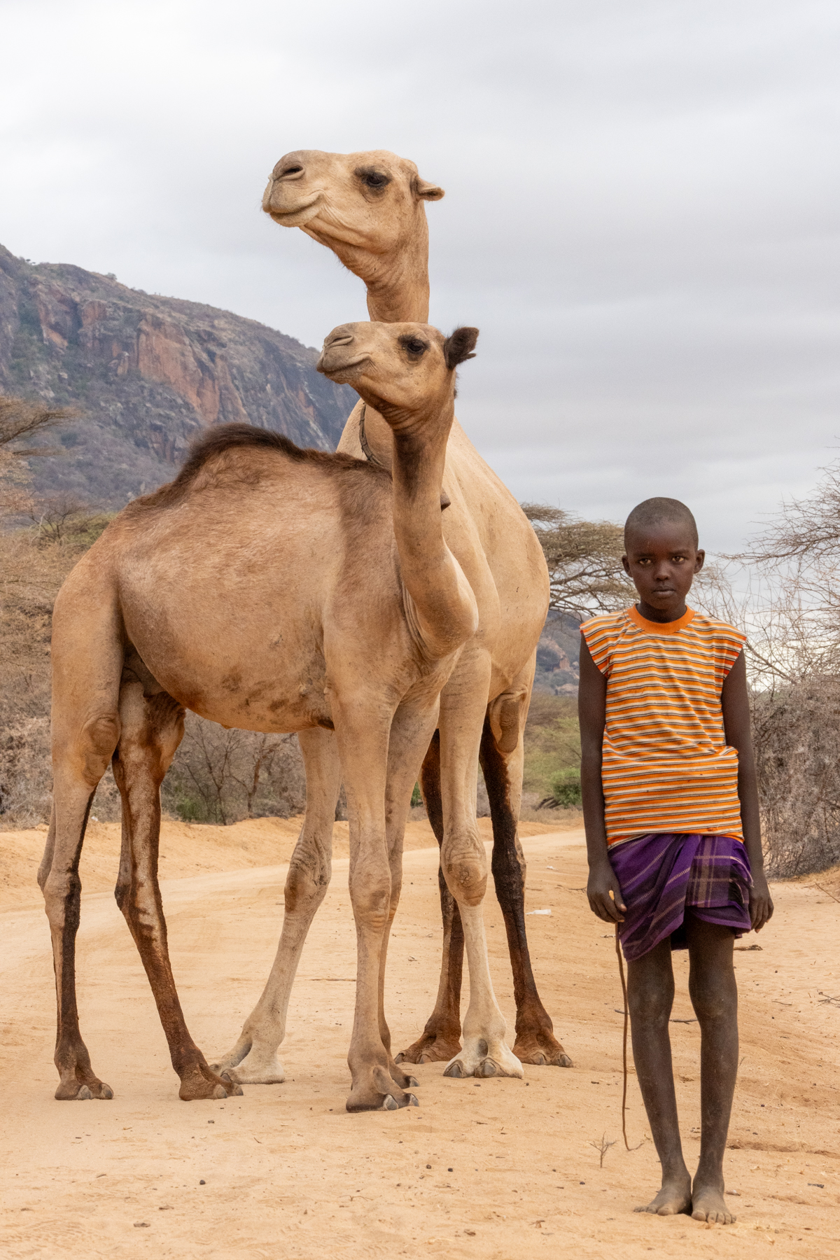 Young Rendille boy with his camels (image by Inger Vandyke)