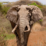 Rosario is another of Amboseli's tuskers (image by Inger Vandyke)