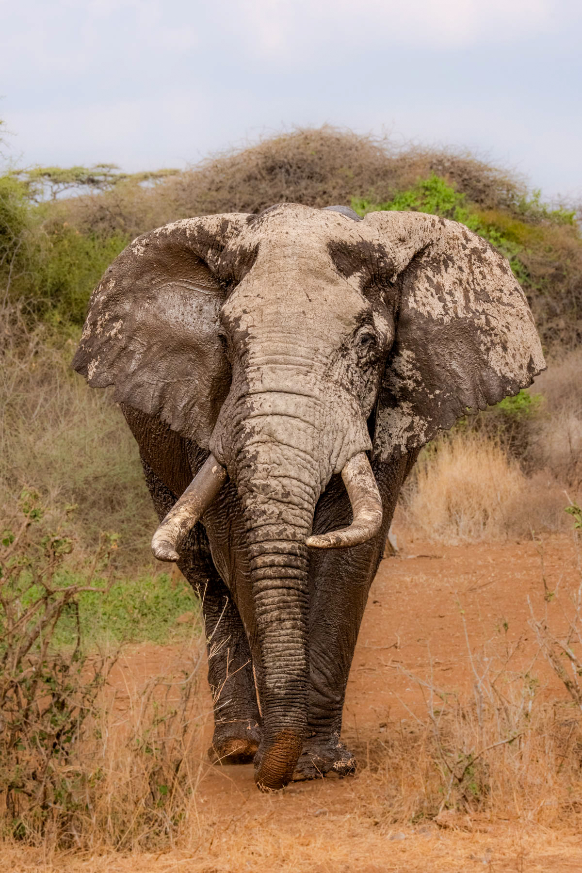 Rosario is another of Amboseli's tuskers (image by Inger Vandyke)