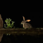 Light catches the ears of a Scrub Hare (image by Inger Vandyke)