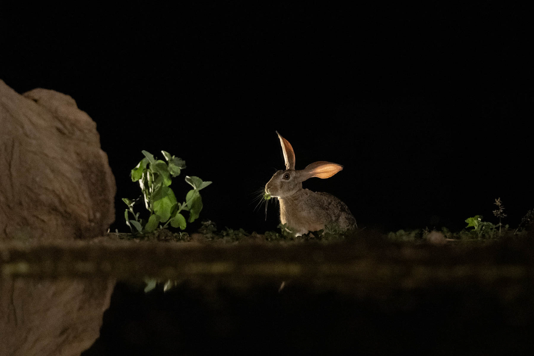 Light catches the ears of a Scrub Hare (image by Inger Vandyke)