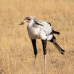 A Secretarybird enjoying a locust breakfast (image by Inger Vandyke)
