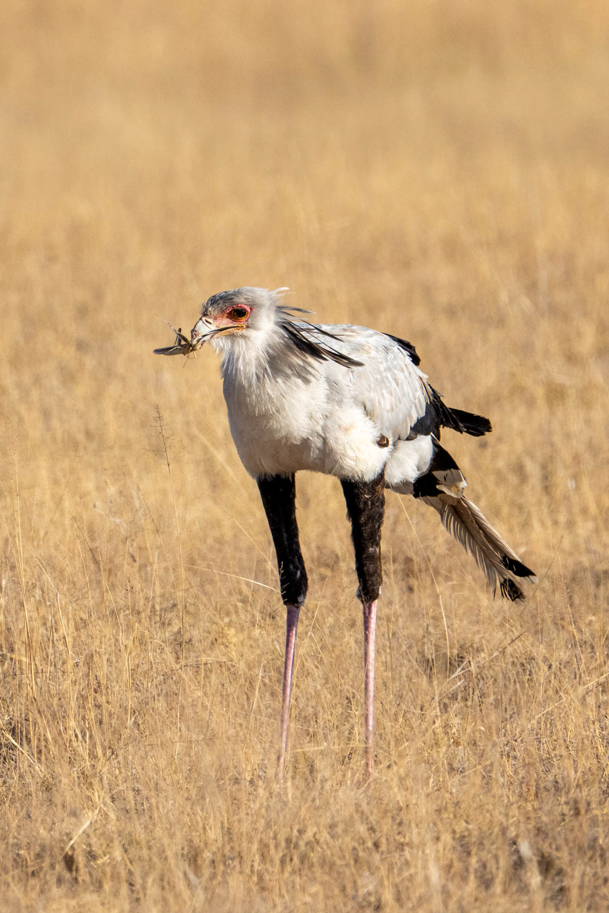 A Secretarybird enjoying a locust breakfast (image by Inger Vandyke)
