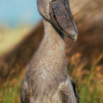 If the gothic film director Tim Burton were to invent a bird, it would surely look like the Shoebill. Part sinister, part cartoonish and completely prehistoric-looking, it's hard to believe it was designed by evolution (image by Virginia Wilde)