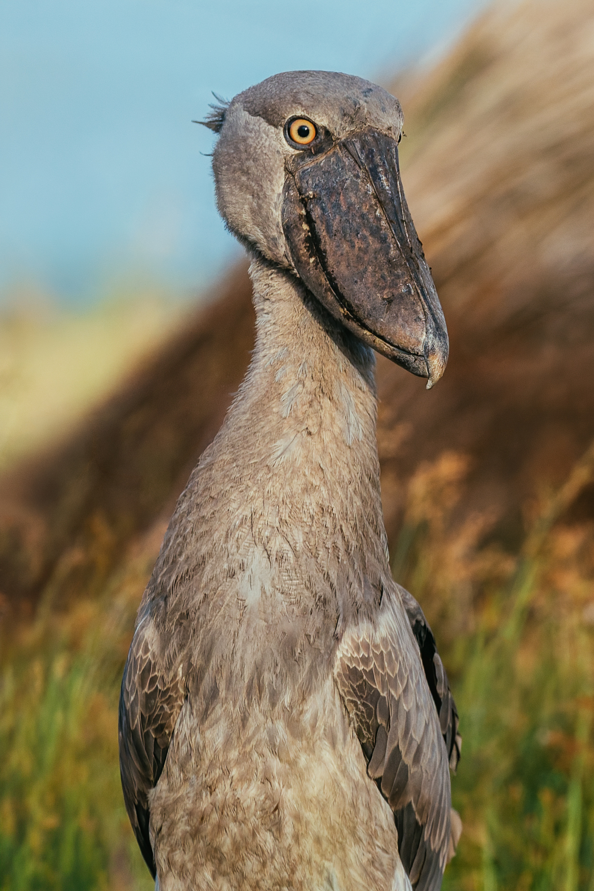 If the gothic film director Tim Burton were to invent a bird, it would surely look like the Shoebill. Part sinister, part cartoonish and completely prehistoric-looking, it's hard to believe it was designed by evolution (image by Virginia Wilde)