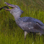 The Lungfish is the Shoebill's idea of fast food: catch it, clamp it, swallow it. That enormous bill can seize surprisingly large prey, while the sharp hooked tip keeps a slippery fish firmly under control (image by Virginia Wilde)