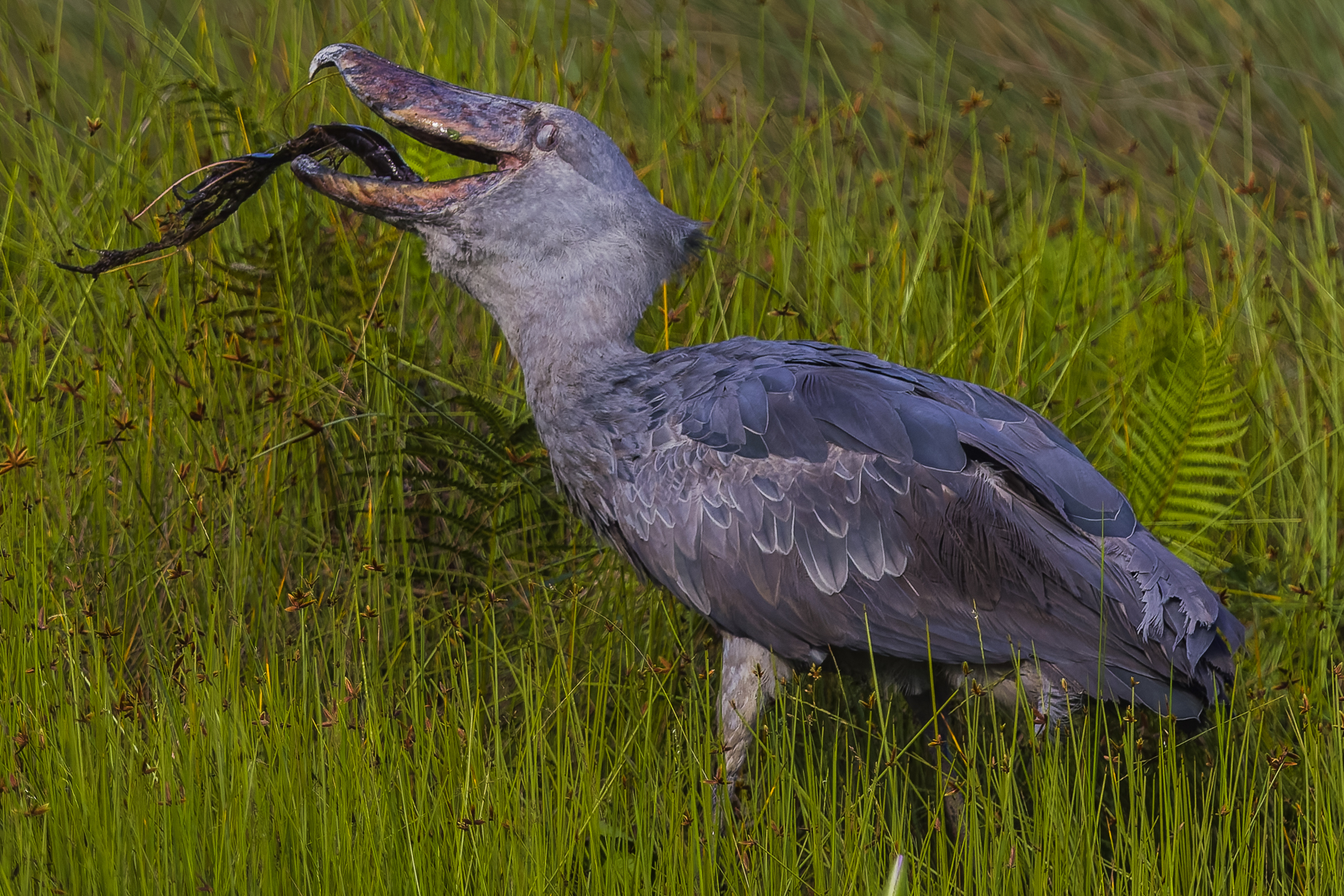 The Lungfish is the Shoebill's idea of fast food: catch it, clamp it, swallow it. That enormous bill can seize surprisingly large prey, while the sharp hooked tip keeps a slippery fish firmly under control (image by Virginia Wilde)