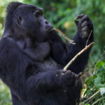 Silverback Mountain Gorilla Kavuyo strips bark from a branch, while sat just a few metres away from us in fields by the Bwindi Impenetrable Forest (image by Virginia Wilde)
