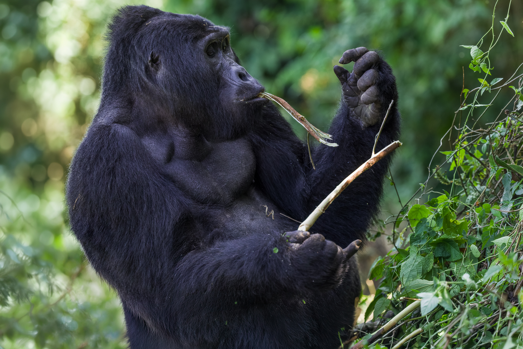 Silverback Mountain Gorilla Kavuyo strips bark from a branch, while sat just a few metres away from us in fields by the Bwindi Impenetrable Forest (image by Virginia Wilde)