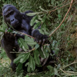 Silverback Mountain Gorilla Kavuyo, of the Binyindo family, tucks into some tasty branches in Uganda's Bwindi Impenetrable Forest (image by Virginia Wilde)