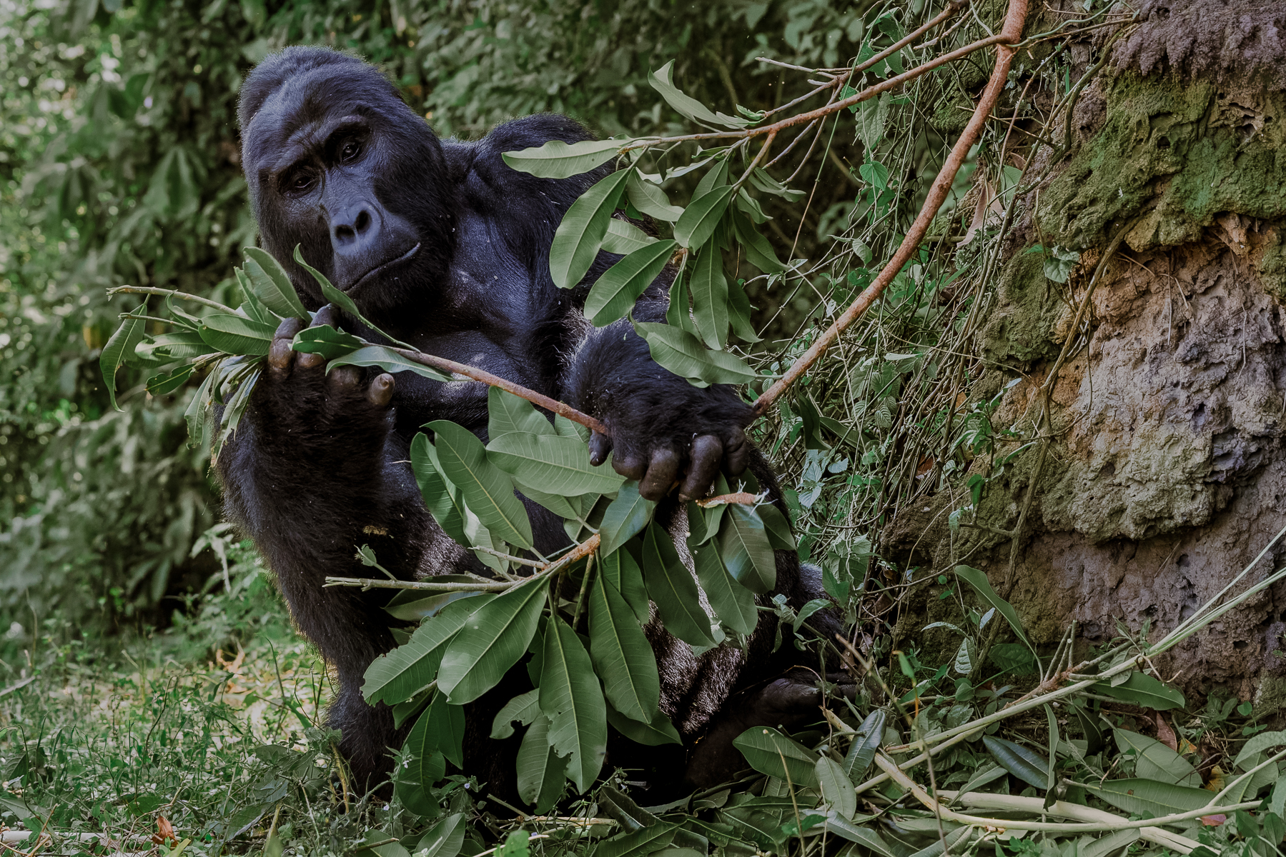 Silverback Mountain Gorilla Kavuyo, of the Binyindo family, tucks into some tasty branches in Uganda's Bwindi Impenetrable Forest (image by Virginia Wilde)