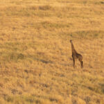 A solo Giraffe from the air (image by Inger Vandyke)