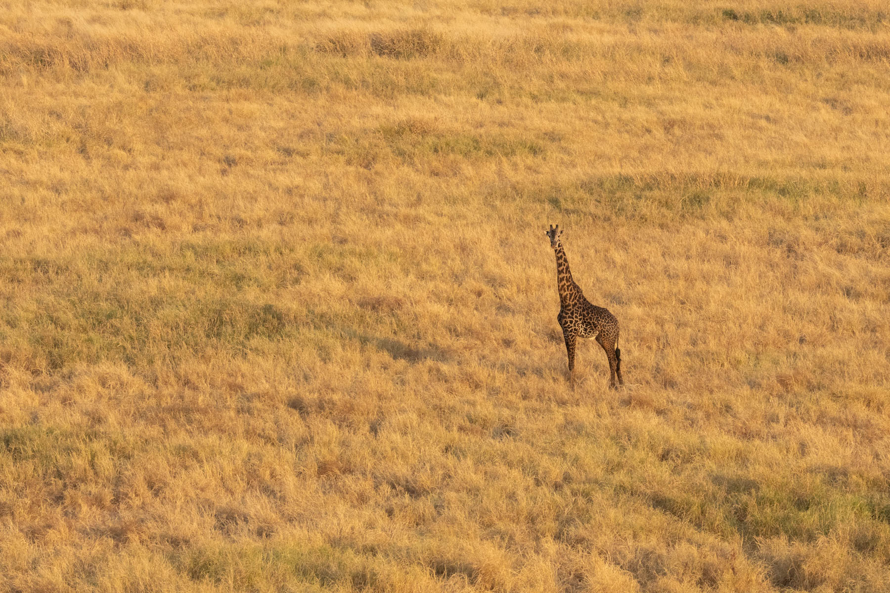A solo Giraffe from the air (image by Inger Vandyke)