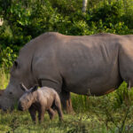 Quite probably the most adorable Rhino ever seen on a Wild Images tour: a two-day-old Southern White Rhino newborn stands wobbly beside its mum in Ziwa Rhino Sanctuary (image by Virginia Wilde)