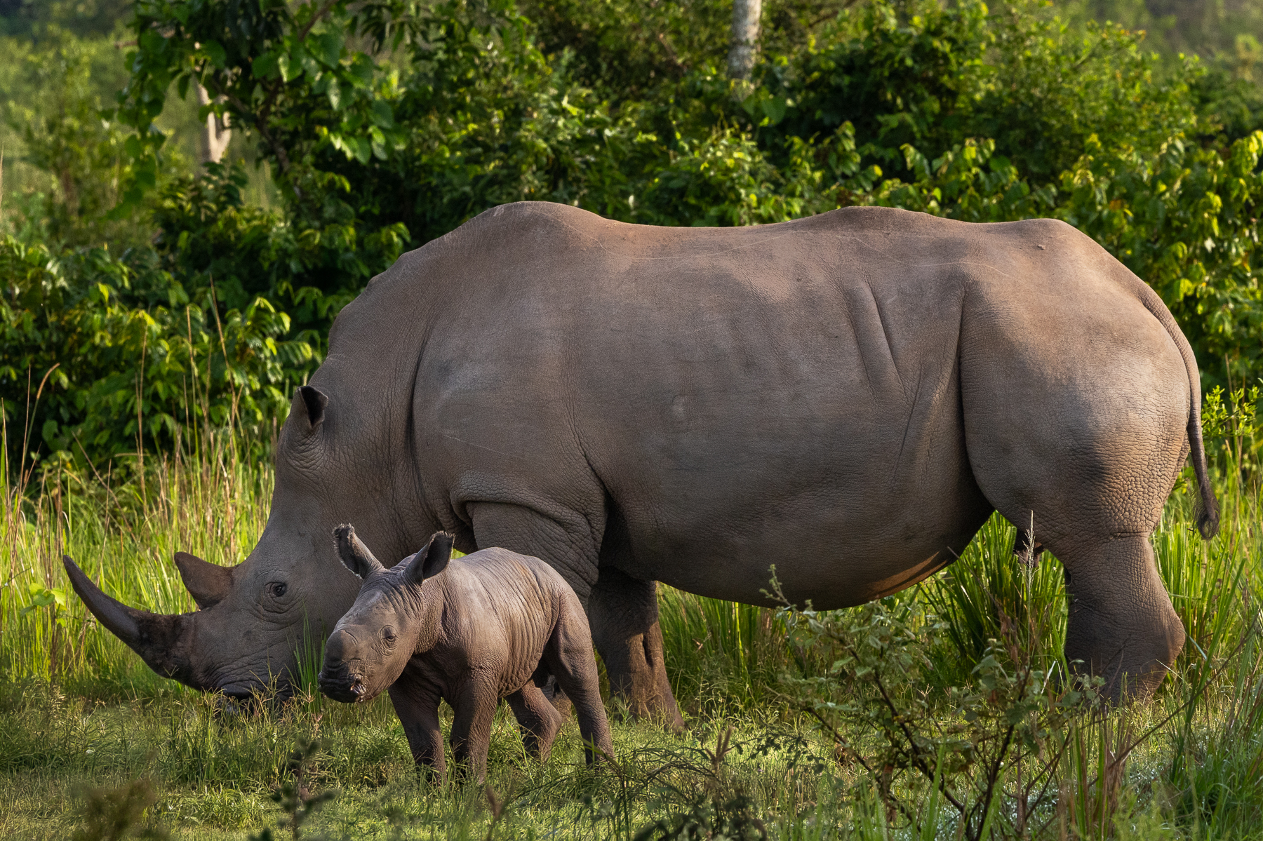 Quite probably the most adorable Rhino ever seen on a Wild Images tour: a two-day-old Southern White Rhino newborn stands wobbly beside its mum in Ziwa Rhino Sanctuary (image by Virginia Wilde)