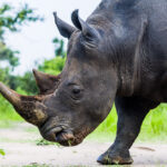 Close-up of a Southern White Rhino showing the rhino's characteristic two horns: the front used mainly for defence, dominance battles and sometimes digging. While the rear used only for fighting and defence (image by Virginia Wilde)