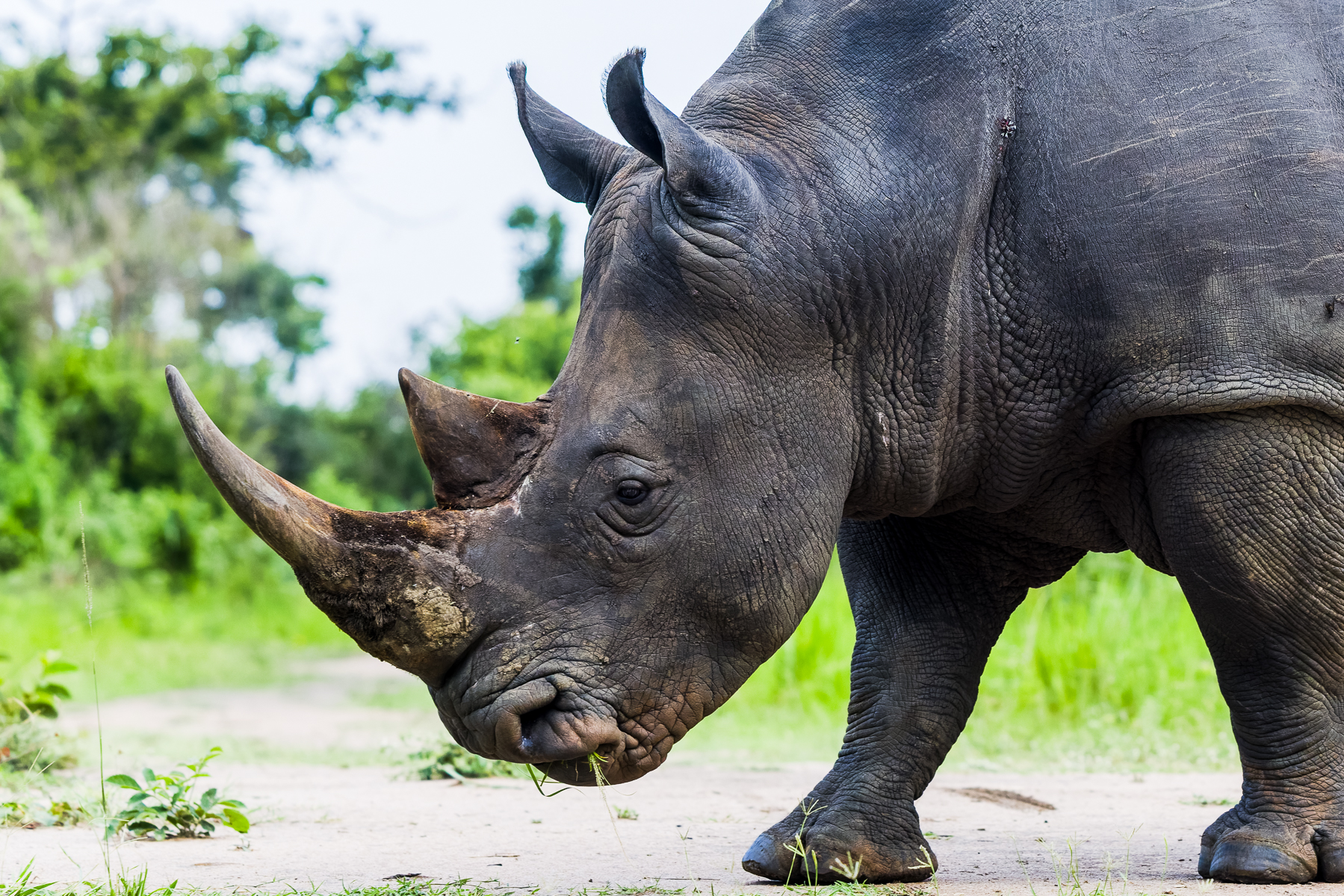 Close-up of a Southern White Rhino showing the rhino's characteristic two horns: the front used mainly for defence, dominance battles and sometimes digging. While the rear used only for fighting and defence (image by Virginia Wilde)