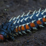 The Cabbage Tree Emperor Caterpillar is one spiky-looking larva. Designed to repel and confuse predators, I think he's doing a great job at this (image by Virginia Wilde)