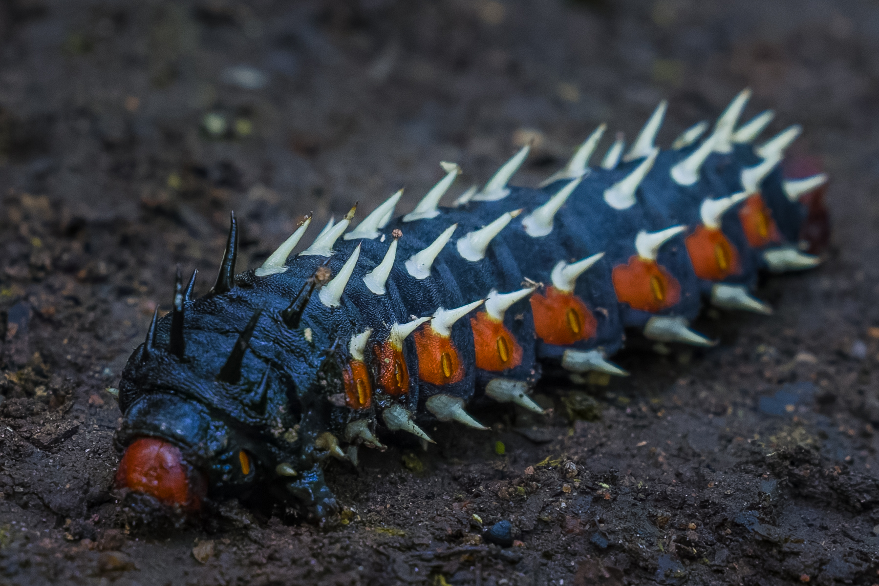 The Cabbage Tree Emperor Caterpillar is one spiky-looking larva. Designed to repel and confuse predators, I think he's doing a great job at this (image by Virginia Wilde)