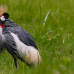 A splendid Grey-Crowned Crane's golden crown is actually a fan of stiff, hair-like feathers. Both males and females have them, and they are believed to help with courtship and for communication with other cranes (image by Virginia Wilde)