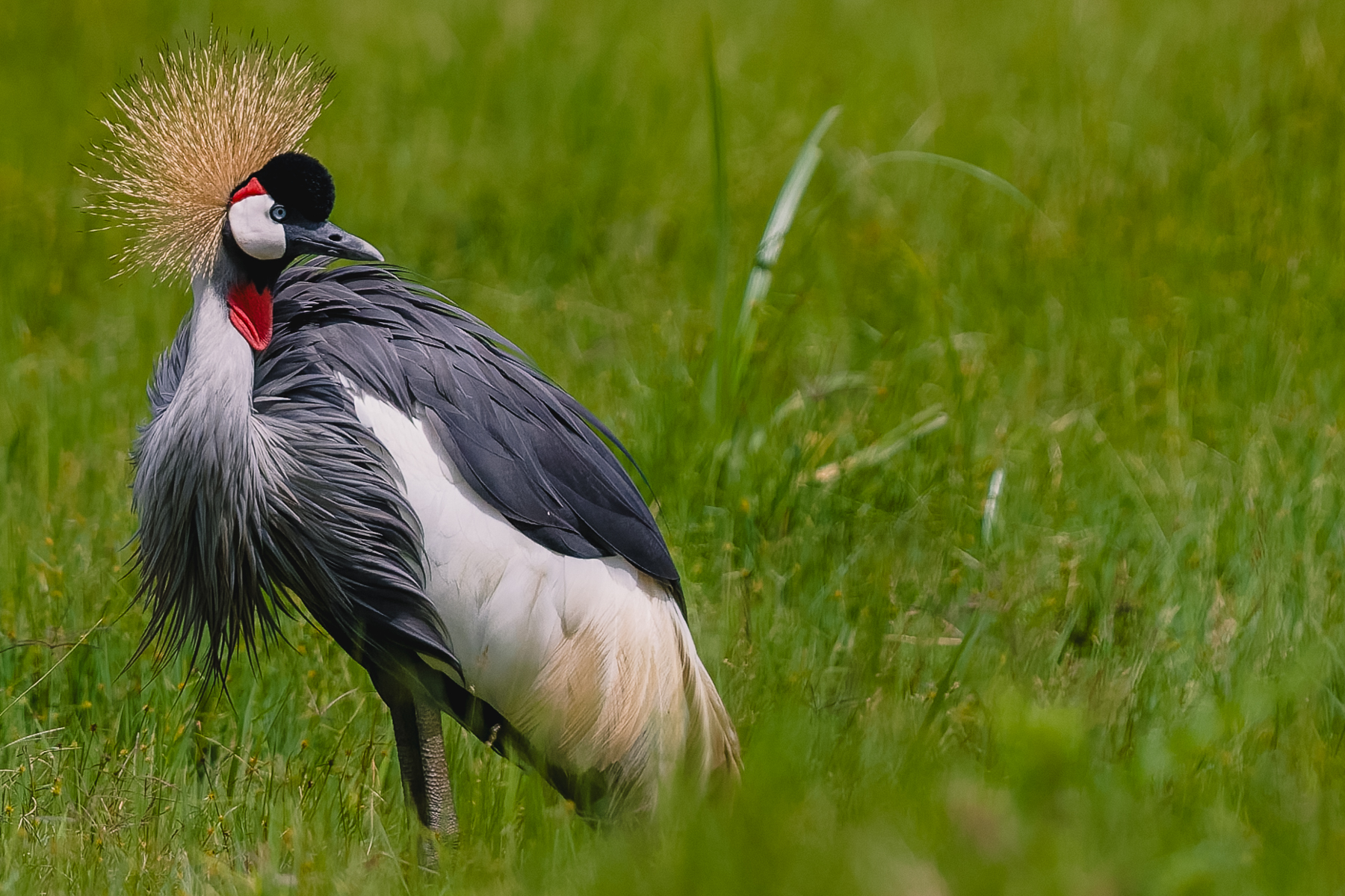 A splendid Grey-Crowned Crane's golden crown is actually a fan of stiff, hair-like feathers. Both males and females have them, and they are believed to help with courtship and for communication with other cranes (image by Virginia Wilde)