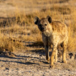 Predators are not a big feature of Amboseli but Spotted Hyenas can be seen relatively easily (image by Inger Vandyke)