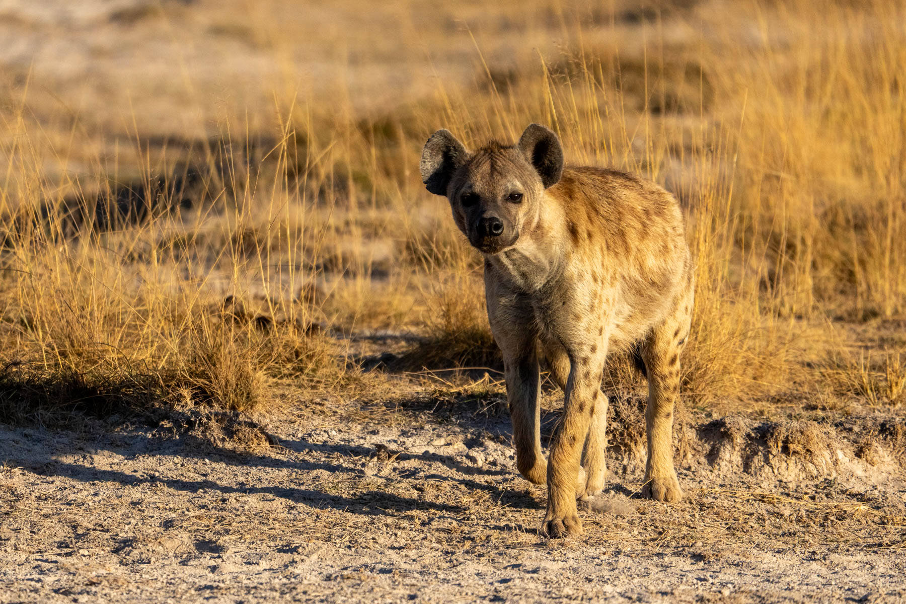Predators are not a big feature of Amboseli but Spotted Hyenas can be seen relatively easily (image by Inger Vandyke)