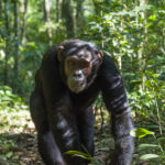 An Eastern Chimpanzee from the Kanyantare family strides along the paths of the Kibale National Park in western Uganda. Kibale is the world's best destination for viewing chimpanzees in the wild, holding a population of roughly 1,500 (image by Virginia Wilde)