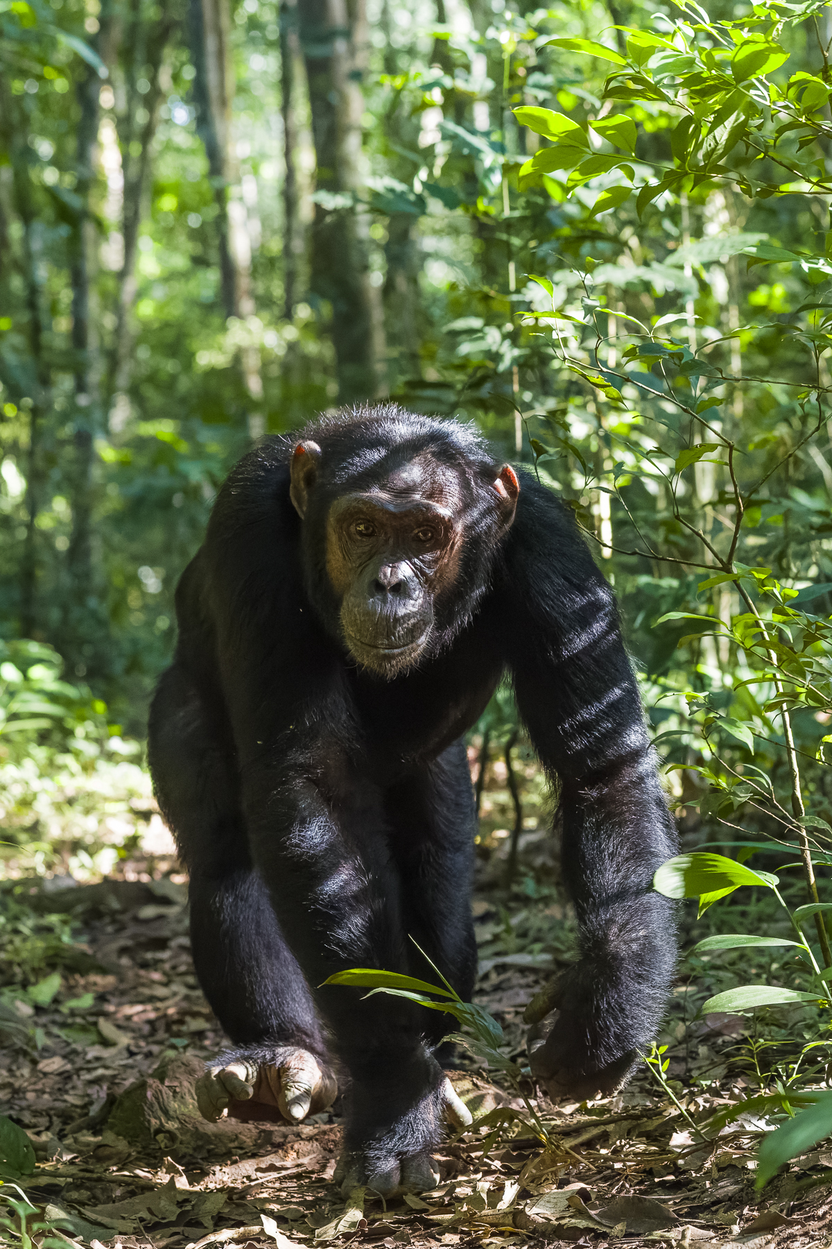 An Eastern Chimpanzee from the Kanyantare family strides along the paths of the Kibale National Park in western Uganda. Kibale is the world's best destination for viewing chimpanzees in the wild, holding a population of roughly 1,500 (image by Virginia Wilde)