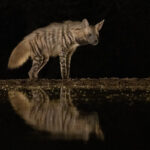 Striped Hyena reflection (image by Inger Vandyke)
