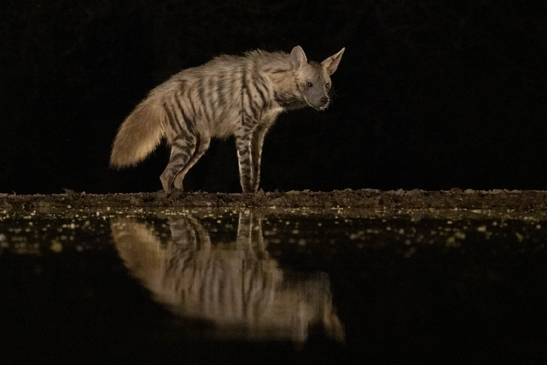 Striped Hyena reflection (image by Inger Vandyke)