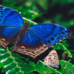 e Striking Common Blue Charaxes Butterfly has spectacular blue wings that are produced by microscopic structures that reflect light - rather than by blue pigment alone. The false eyespots underneath add another layer of defence, potentially confusing predators (image by Virginia Wilde)