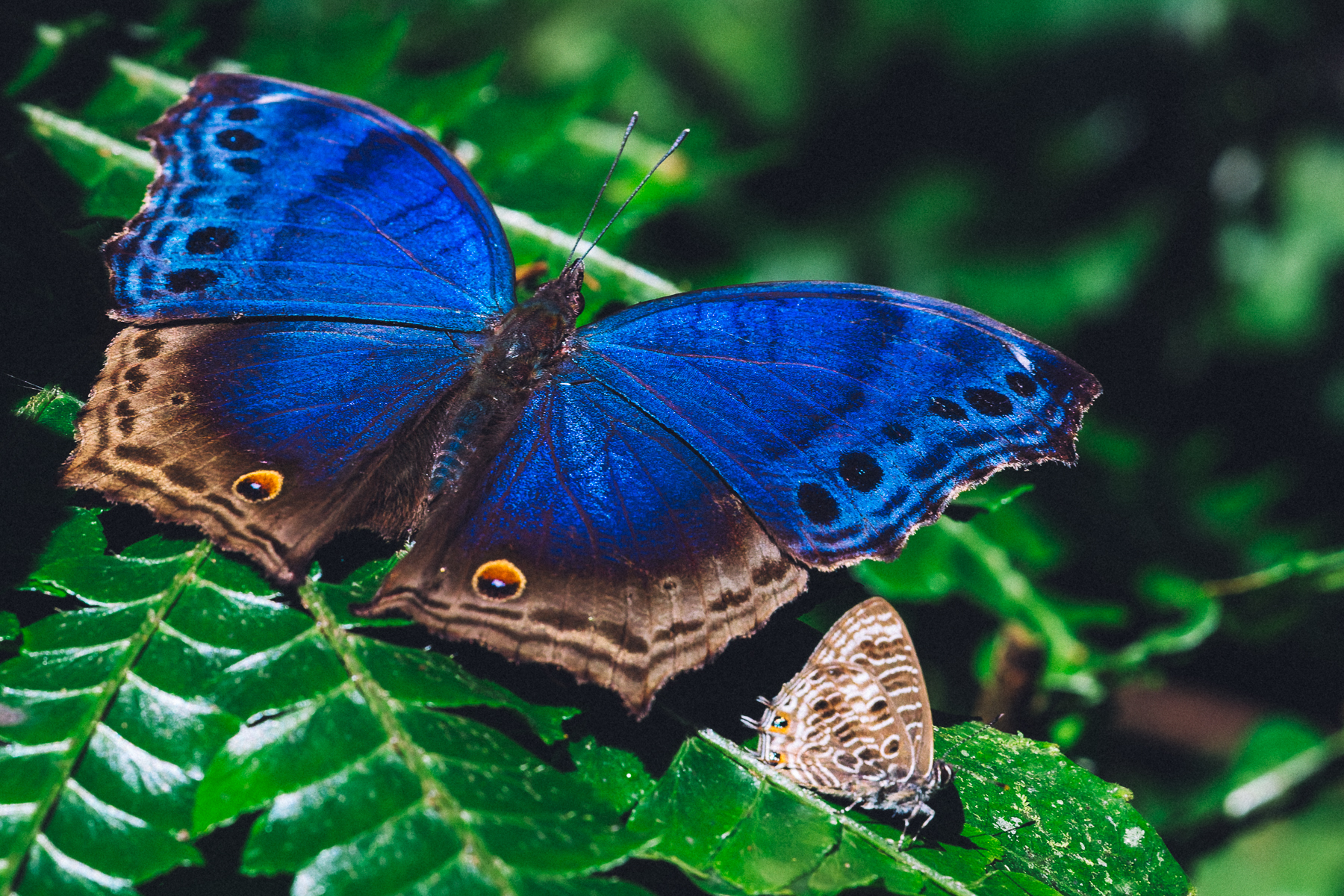e Striking Common Blue Charaxes Butterfly has spectacular blue wings that are produced by microscopic structures that reflect light - rather than by blue pigment alone. The false eyespots underneath add another layer of defence, potentially confusing predators (image by Virginia Wilde)