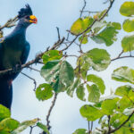 The Great Blue Turaco is one of Africa's largest Turacos, reaching around 70cm in length. Turacos are surprisingly poor fliers for such spectacular birds. They prefer moving through the canopy by running and hopping between branches (image by Virginia Wilde)