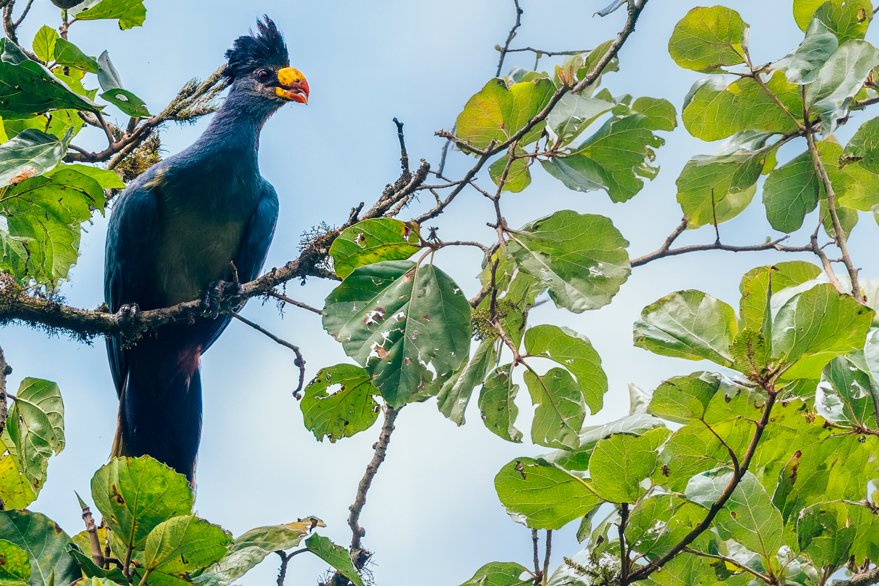 The Great Blue Turaco is one of Africa's largest Turacos, reaching around 70cm in length. Turacos are surprisingly poor fliers for such spectacular birds. They prefer moving through the canopy by running and hopping between branches (image by Virginia Wilde)