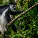 A Black-and-White Colobus displays the thick white mantle that can aid its balance when leaping through trees. Male Colobus have a spectacular dawn chorus of deep, roaring calls, helping neighbouring groups maintain spacing (image by Virginia Wilde)