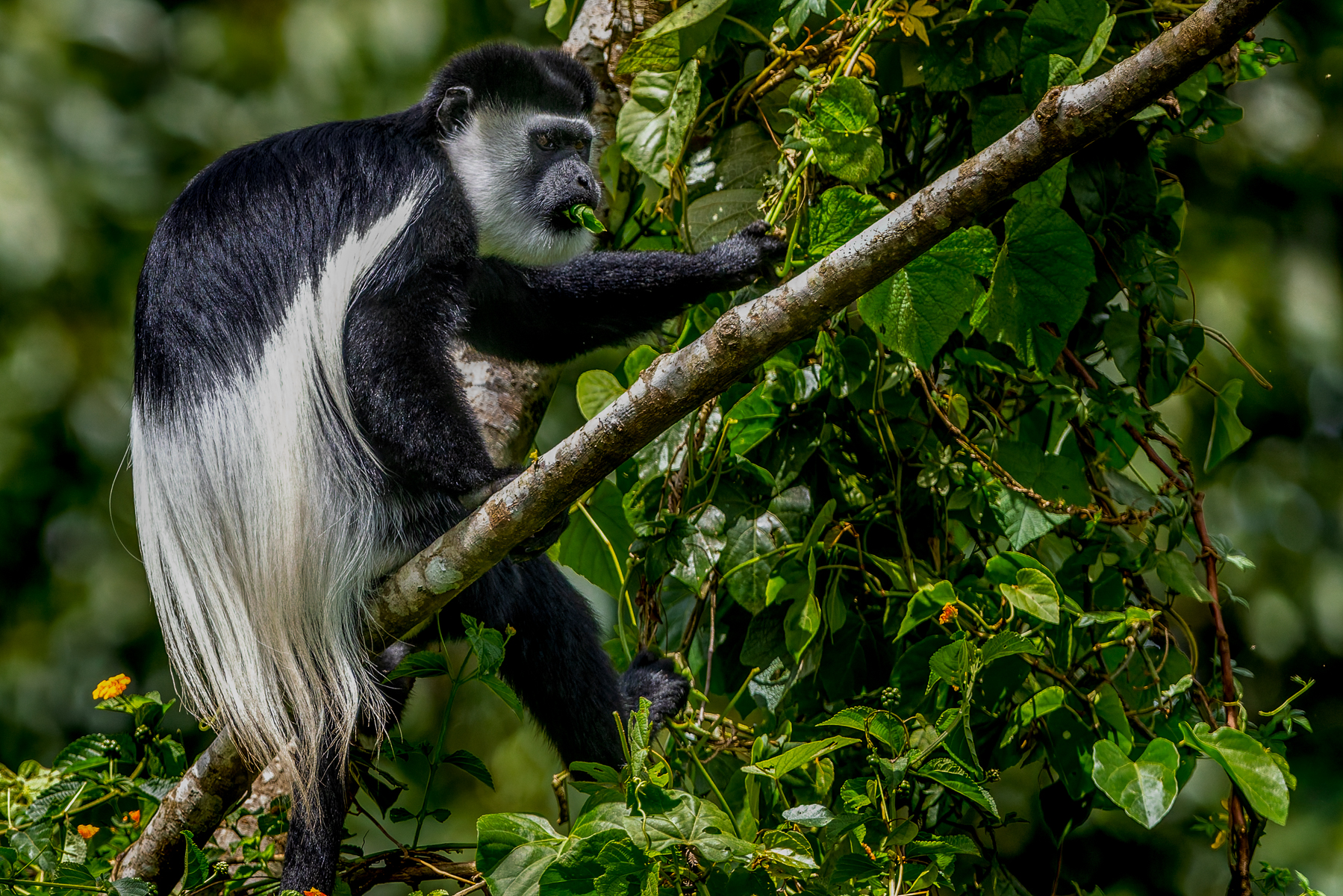 A Black-and-White Colobus displays the thick white mantle that can aid its balance when leaping through trees. Male Colobus have a spectacular dawn chorus of deep, roaring calls, helping neighbouring groups maintain spacing (image by Virginia Wilde)