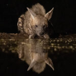 Striped Hyena drinking (image by Inger Vandyke)