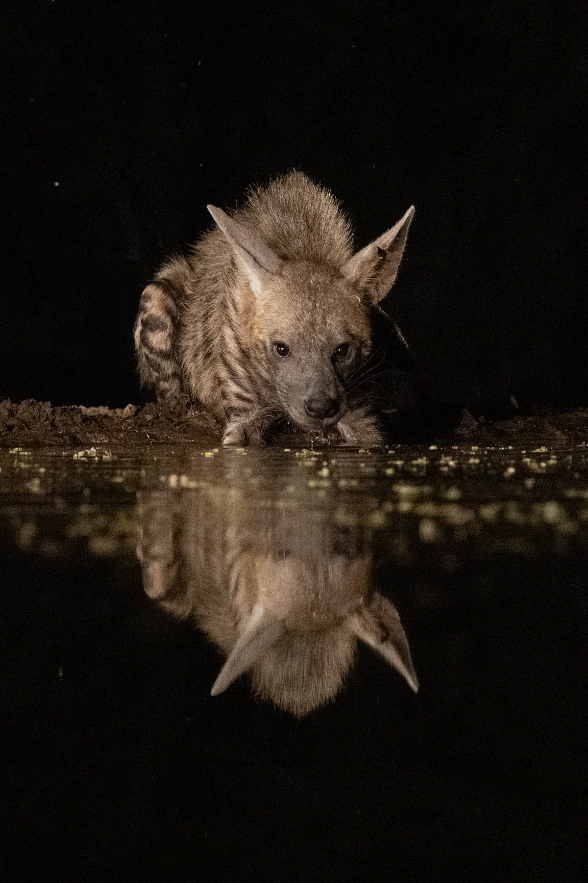 Striped Hyena drinking (image by Inger Vandyke)