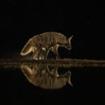 A Striped Hyena dribbles after taking a drink in Lentorre's waterhole (image by Inger Vandyke)