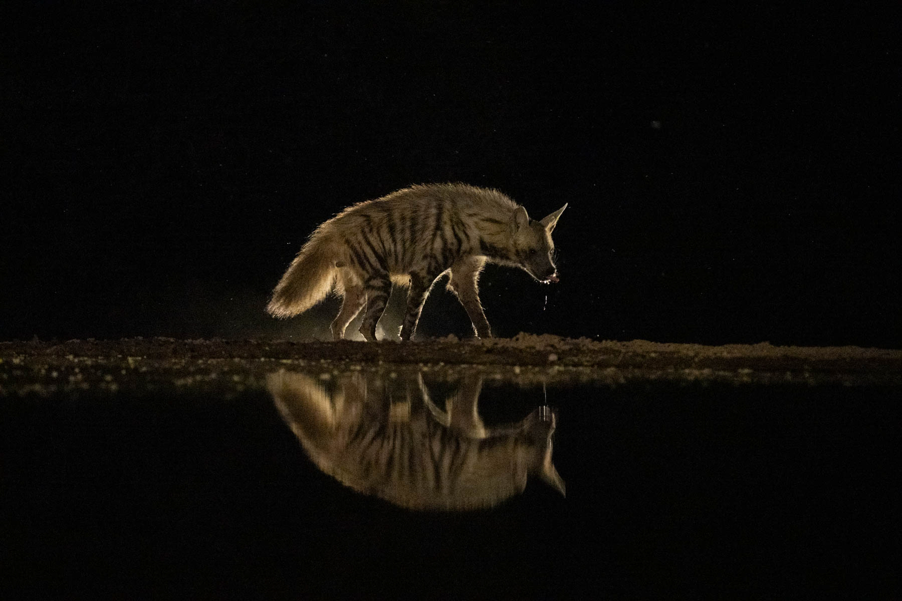 A Striped Hyena dribbles after taking a drink in Lentorre's waterhole (image by Inger Vandyke)